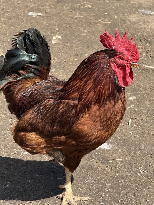 Ouă proaspete de casă – Rhode Island Red – 2 lei/buc