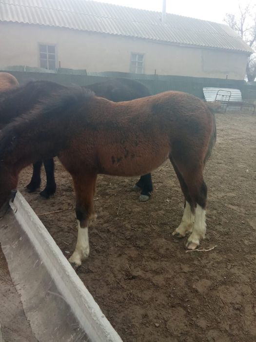 Тай ұрғашы полутяж