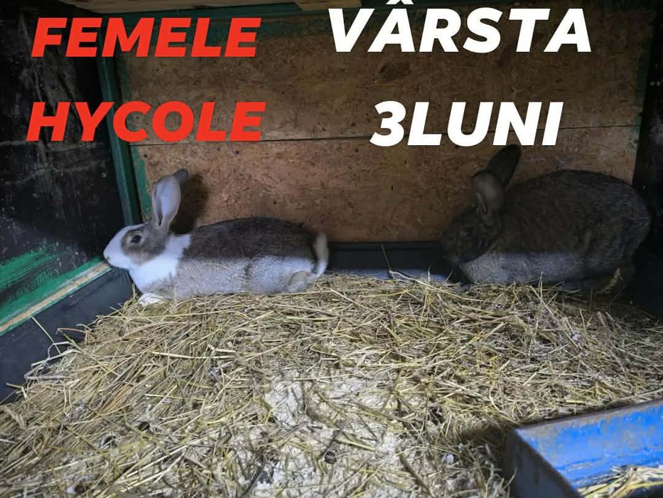 Iepurași Hycole Francez