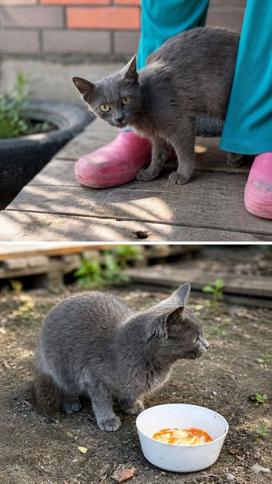 Котенок бесплатно