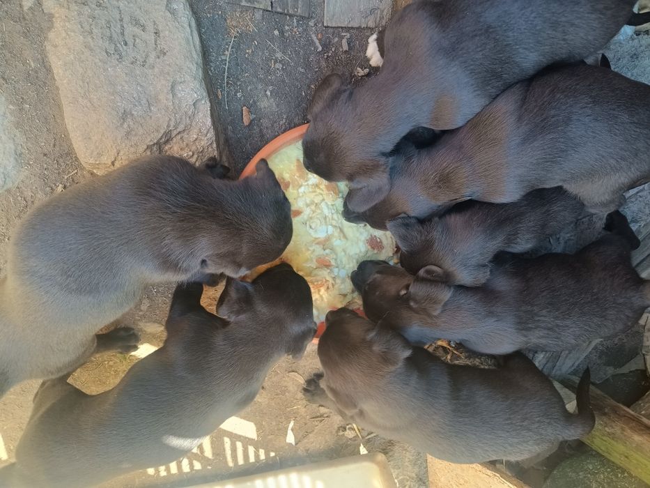 Adopție/donez căței metis