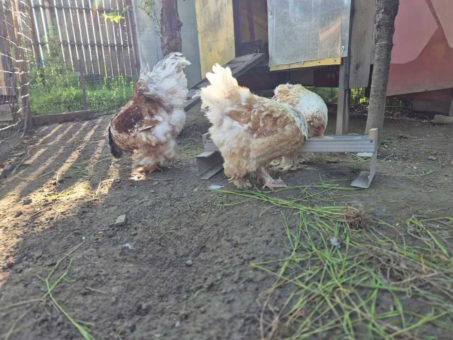 Gaini/familie  Brahma Portelan