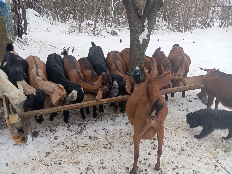 Iezi anglonubieni și Alpini