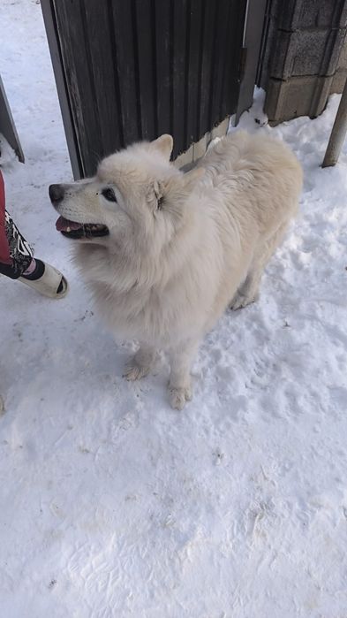 Продаётся Лайка.