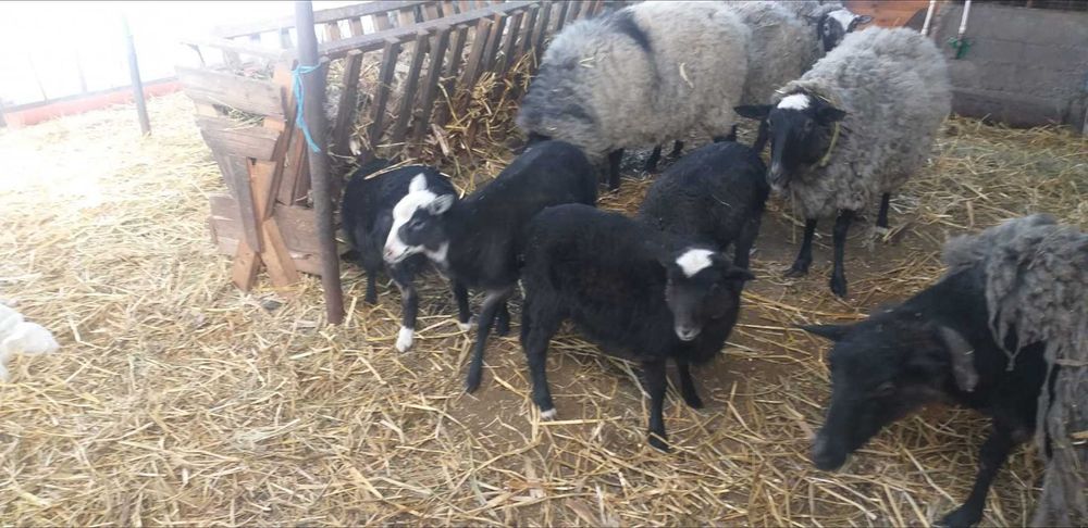 Vând Oi/Miei din Rasa Romanov