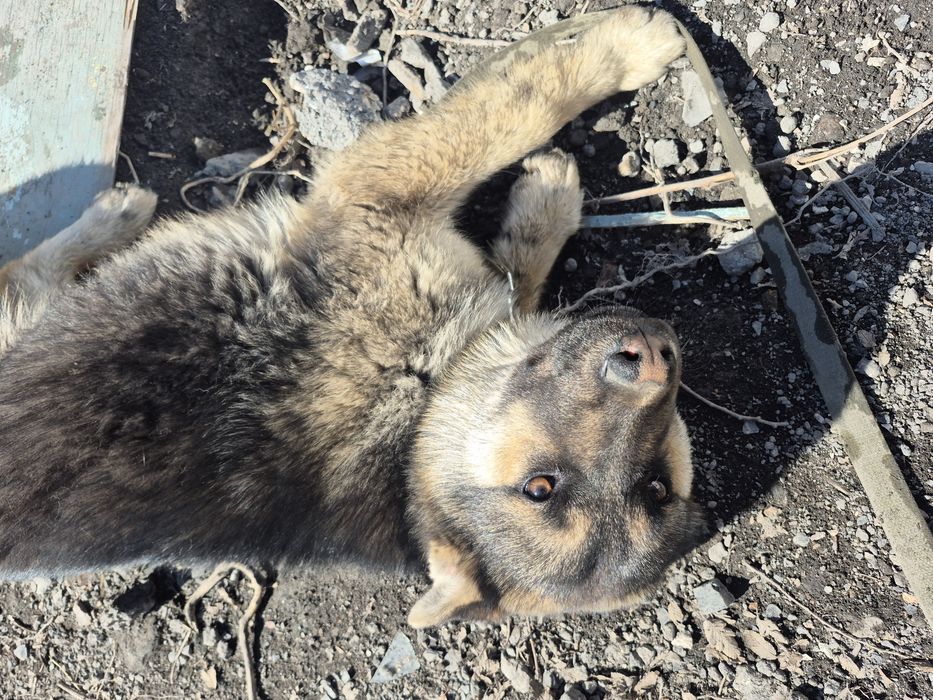 Собака 5 месяц..