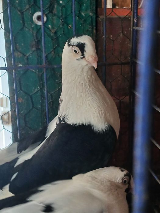 Porumbei gălățeni