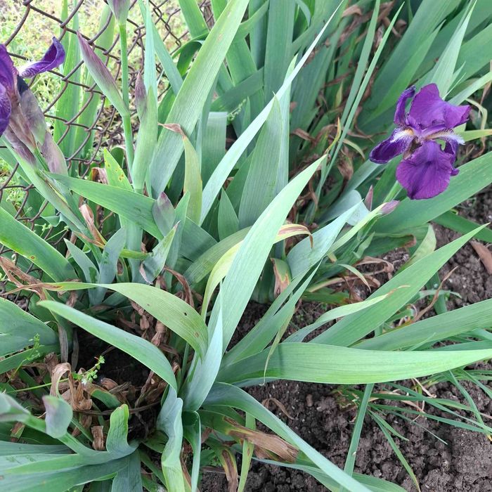 Ирис   /Перуника