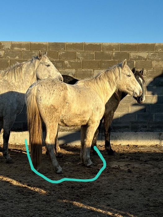 Продам лошадь кобылу