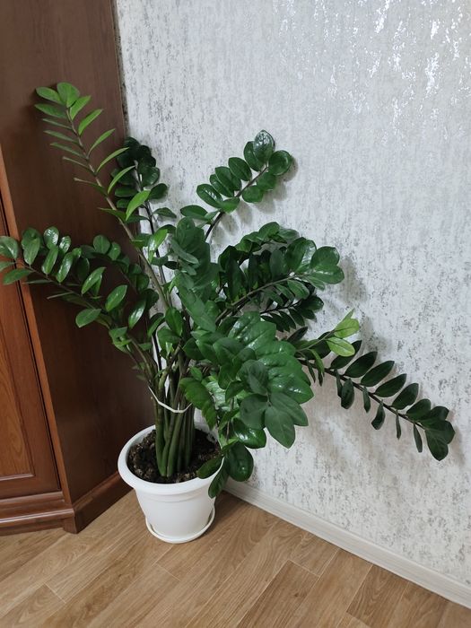 Продам заманакулькас ,