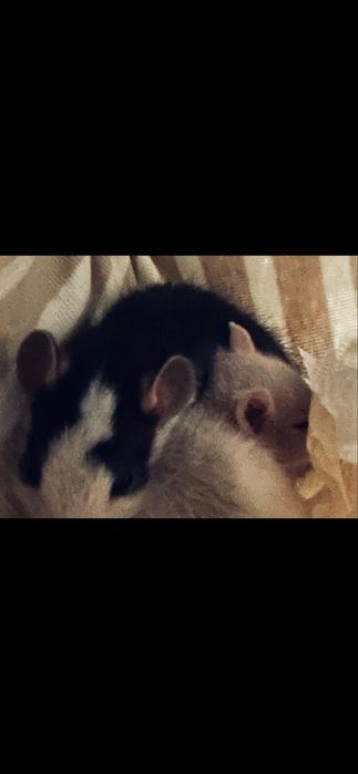 Декаротивные крысы