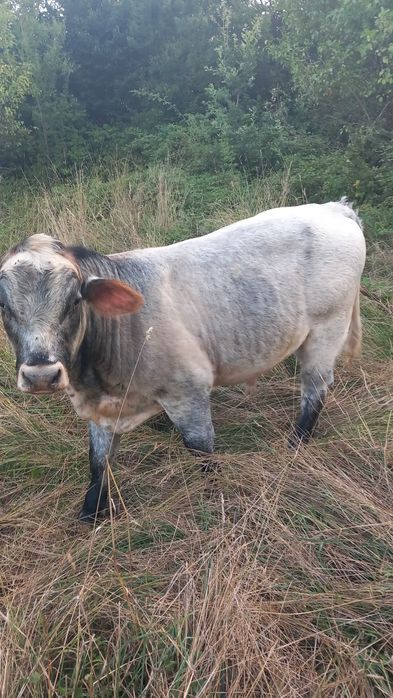 Vând taur belgian
