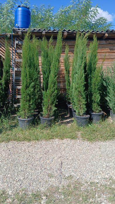Toscana piramida oferta pret