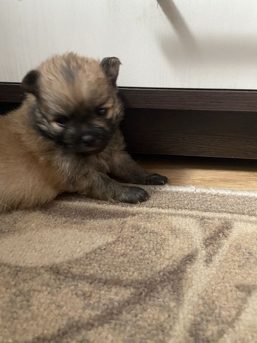 Продам щенков немецкий шпиц.