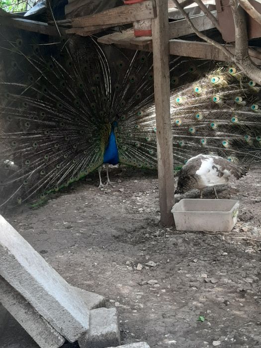 Pui de paun,Pasari de curte da vanzare