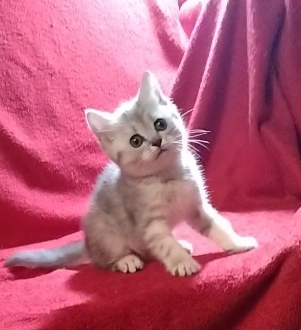 Шотландские прямоухие котята