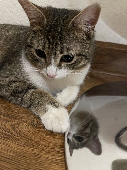 Кошка в очень хорошие руки