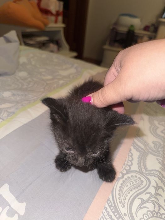 Котенок маленький отдам в добрые руки