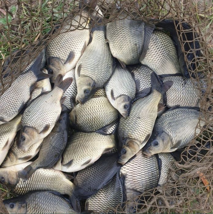 Puiet crap, lin, cten