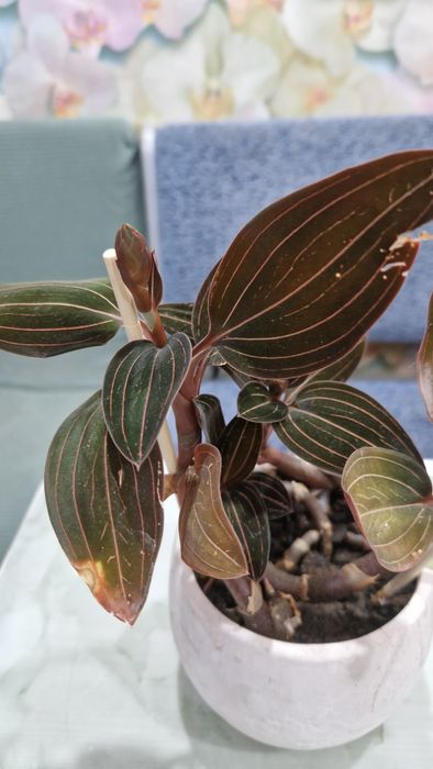 .Лудисия.Орхидея благородная.