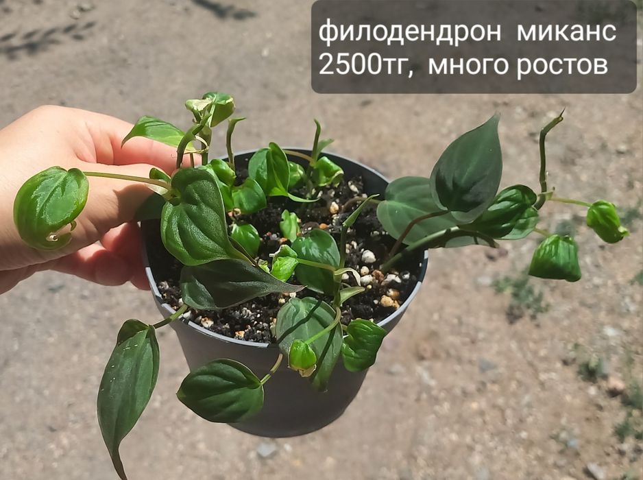 Комнатные цветы  для уюта в доме