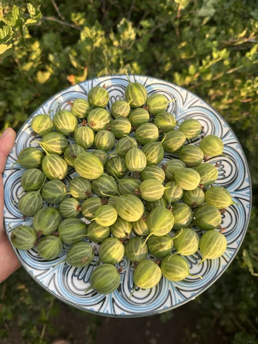 Продам крыжовник