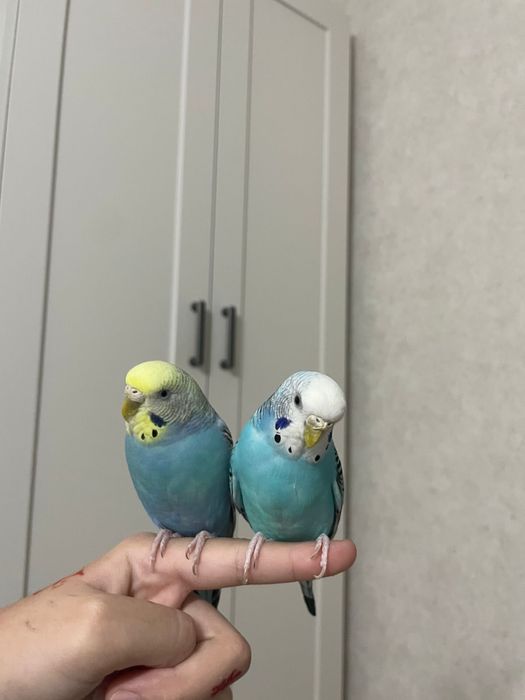 Продам волнистый попугай