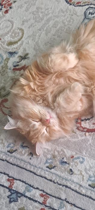 Кошка британка ласковая