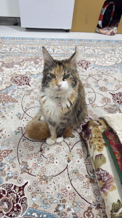 Котенок мальчик, мама Мейн Кун