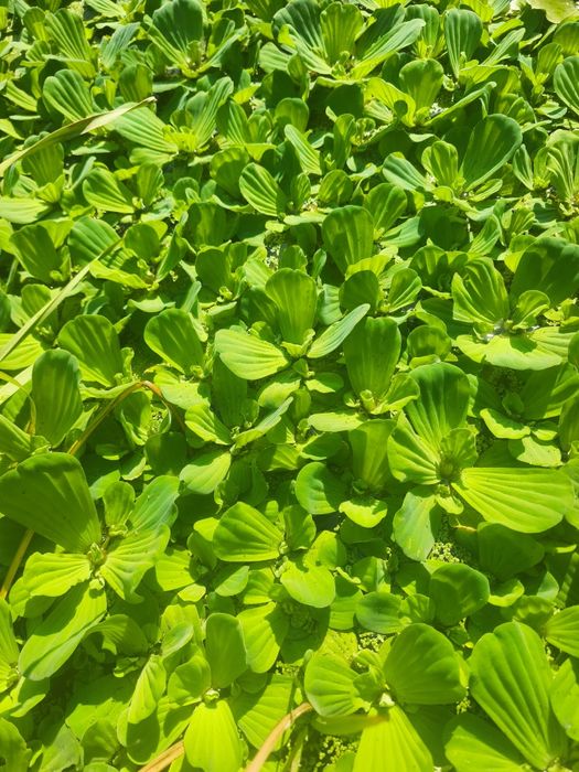 Zambile de apa ,plante iaz