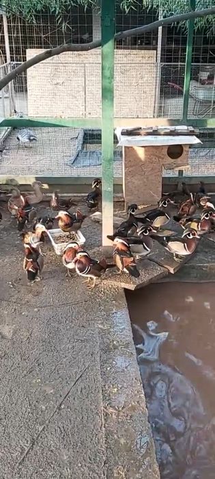 Vand Rate mandarine și caroline