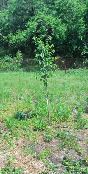 Продавам  къща село Смирненски