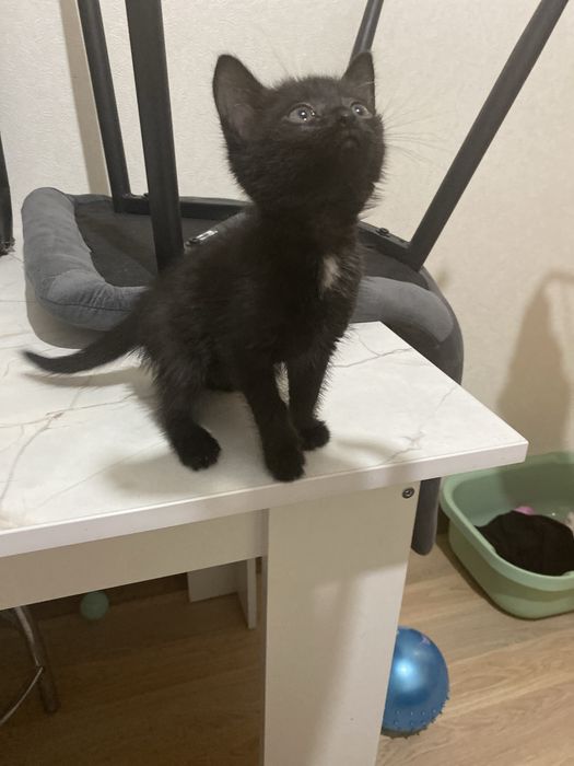 Отдам милого котенка