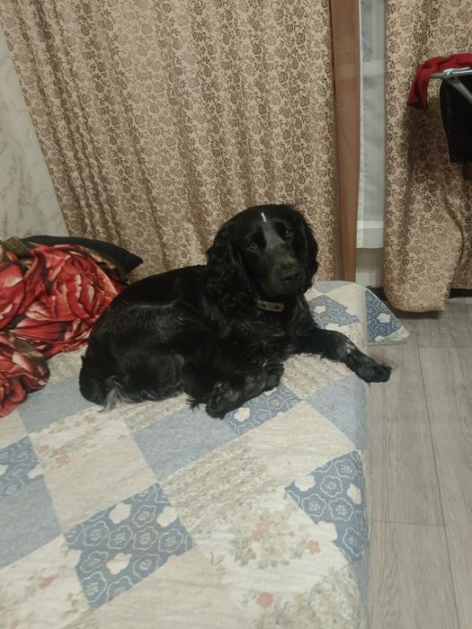 Собака русский спаниель