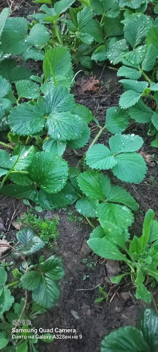 Продам саженцы клубники