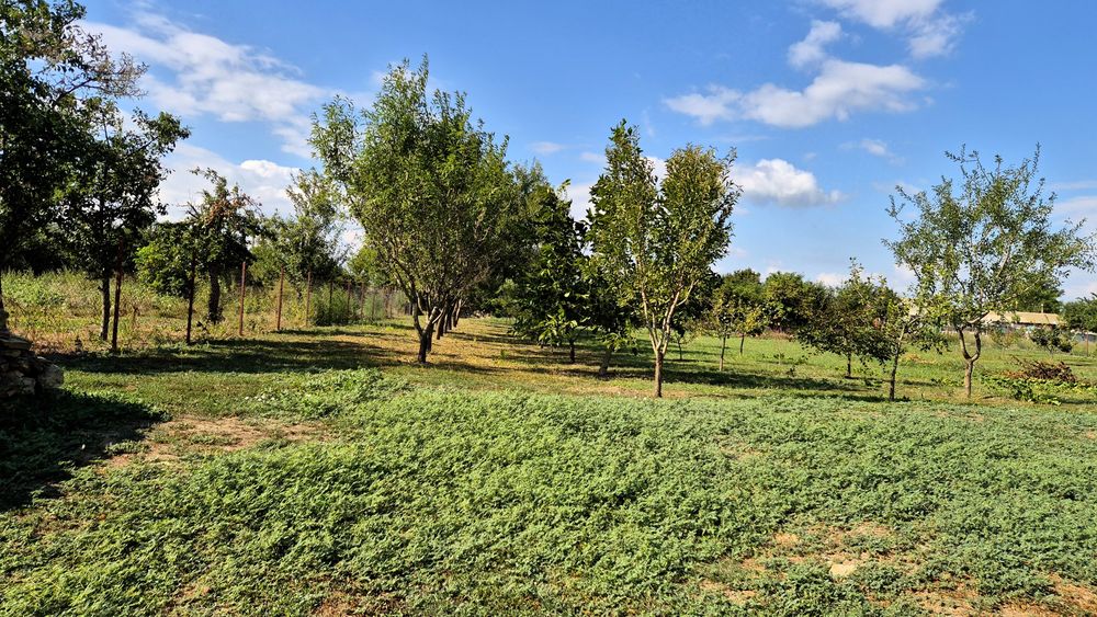 Teren intravilan 1.200+ mp | Livadă & Acces privat 7m | Sălcioara - Jurilovca
