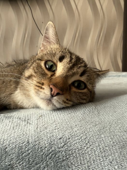 Отдам кота МАРСЕЛЯ