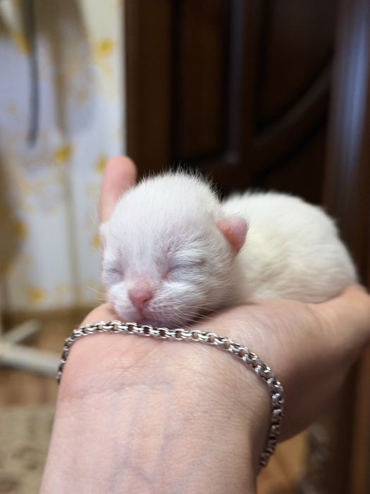 Чистокровные котята Turkish Angora × Scottish Fold
