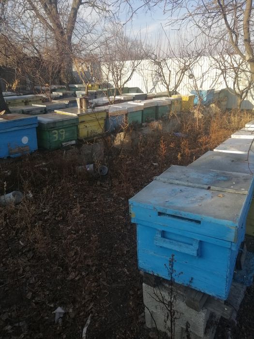 Vand familii de albine