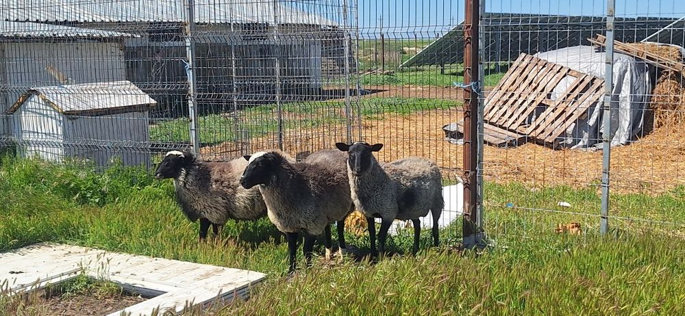 Vând miei și mieluțe rasă de carne Romanov