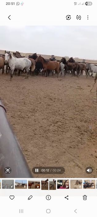 Үйір сатылады жас биелер