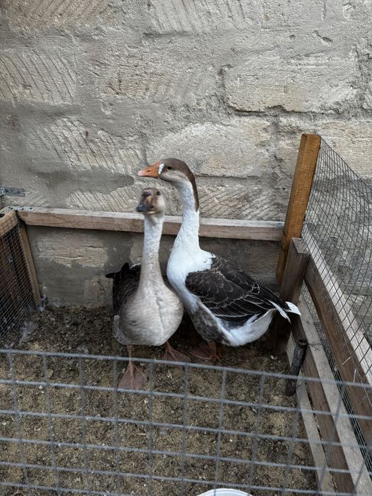Продам пару гусей 5 месяцев