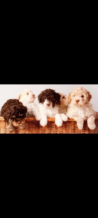 Lagotto Romanolio мъжко