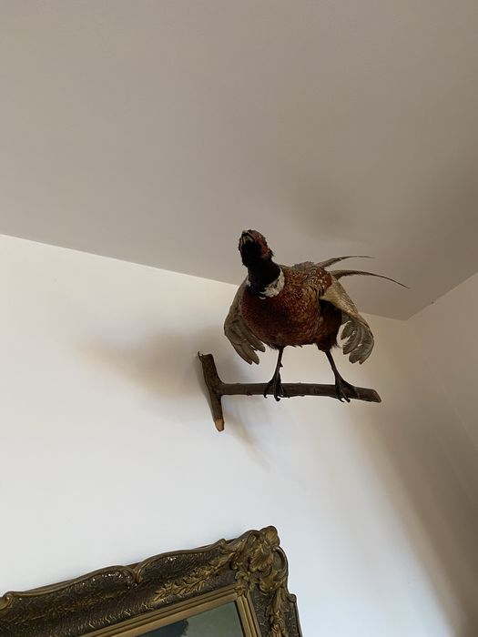 Fazani inpaiati    INPECABILI