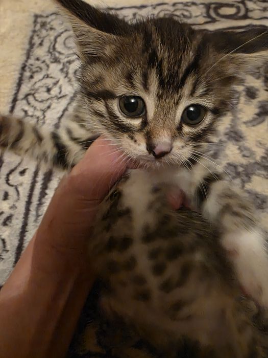 Отдам котят в добрые руки