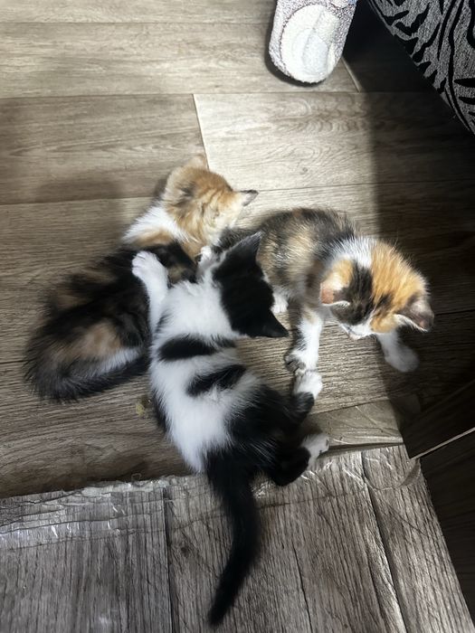 Отдам котят в добрые руки