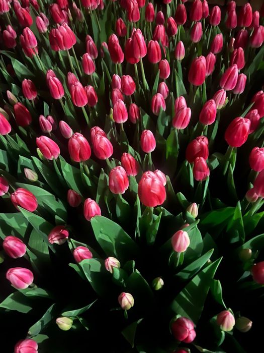 Тюльпаны голландские оптом Алматы