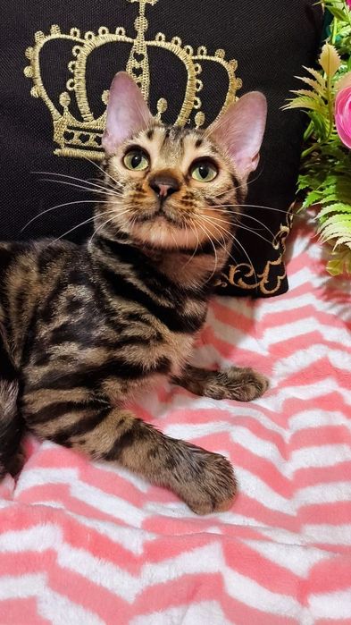 Золото- браун Девочки Бенгальские