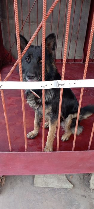 Немецкая овчарка