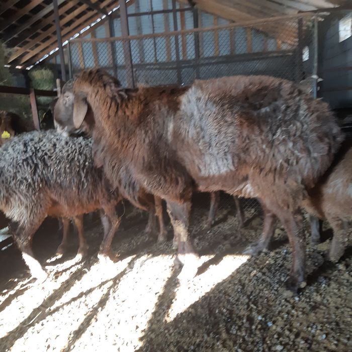 Қошқар 3-4 гисар салмағы   120 кг